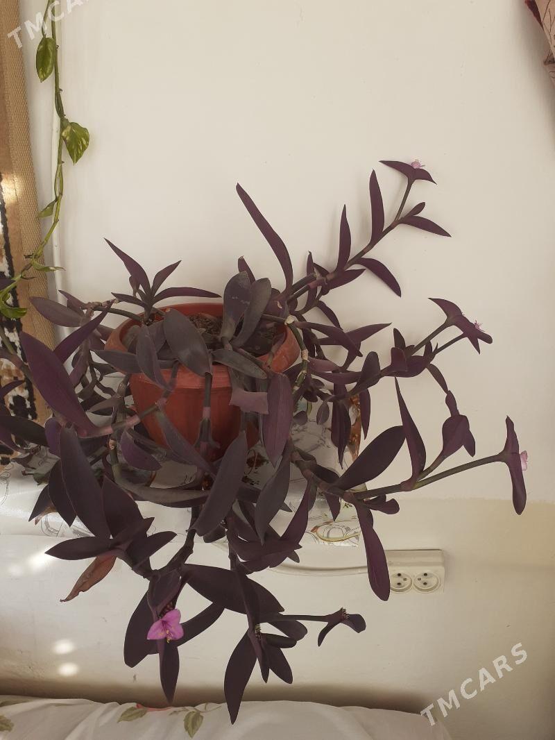 Фиолетовая традесканция - Туркменабат - img 2