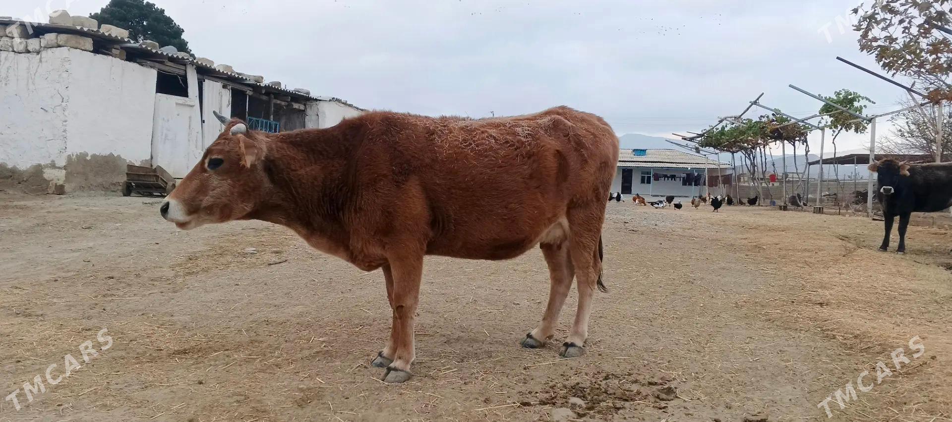 Sygyr - Гызыларбат - img 3