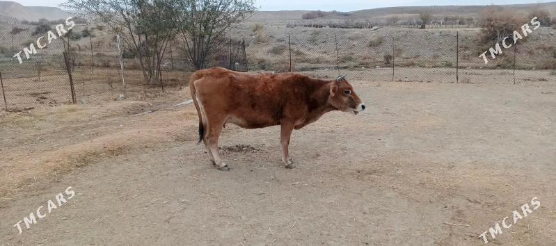 Sygyr - Гызыларбат - img 2