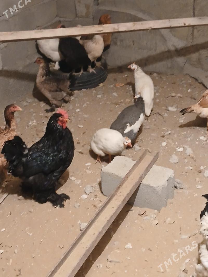 sisarka - Гёкдепе - img 2