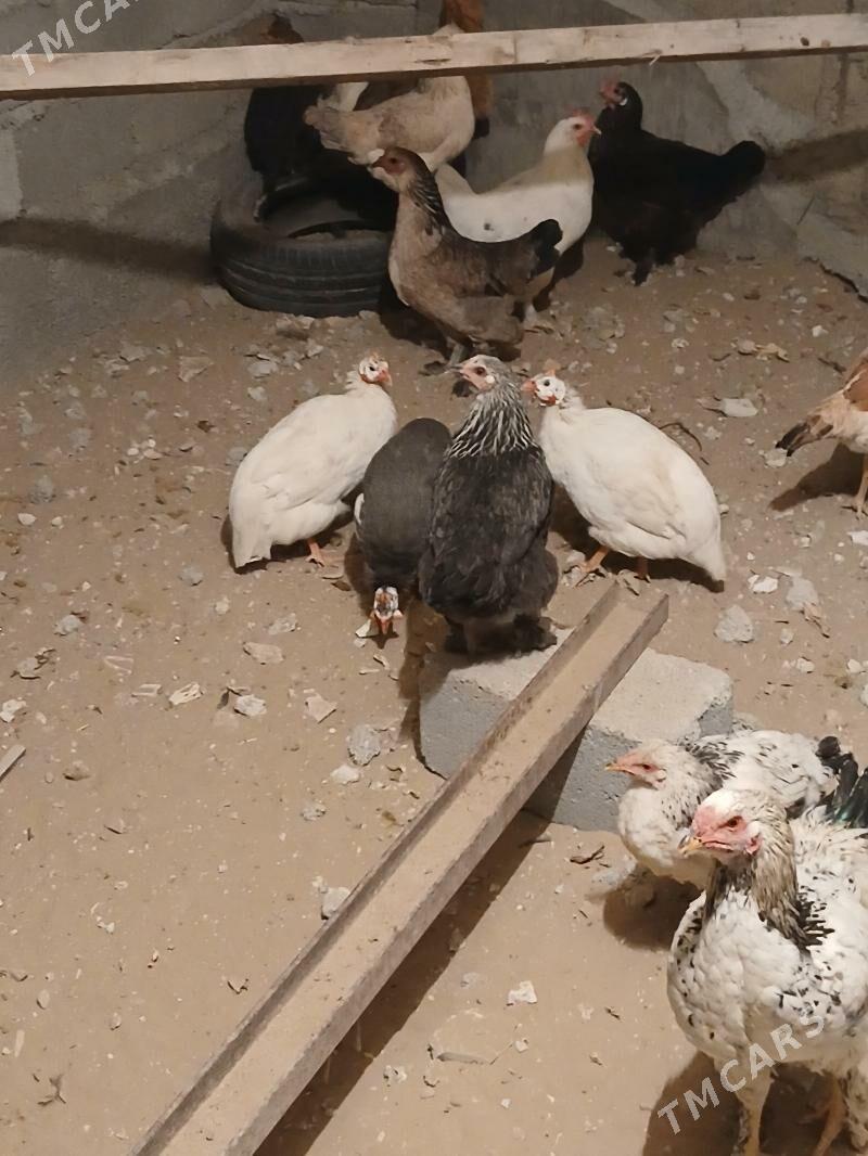 sisarka - Гёкдепе - img 4