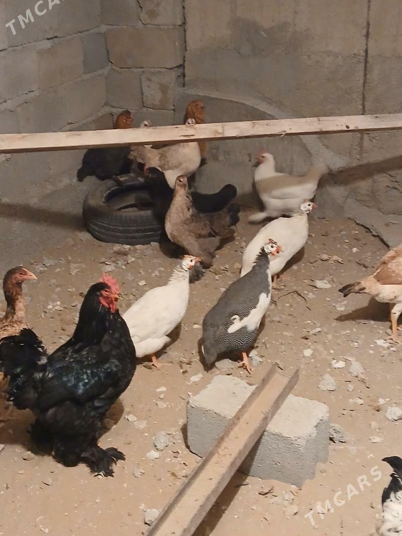 sisarka - Гёкдепе - img 1