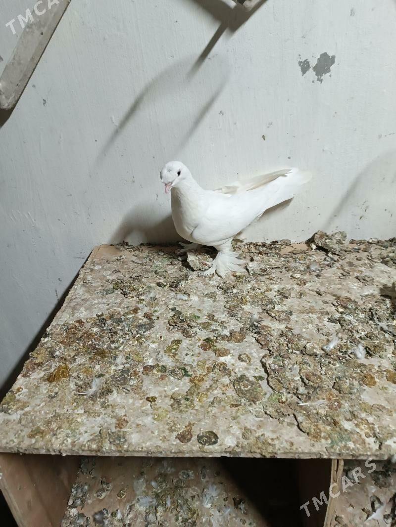 Kepderi - Мары - img 5