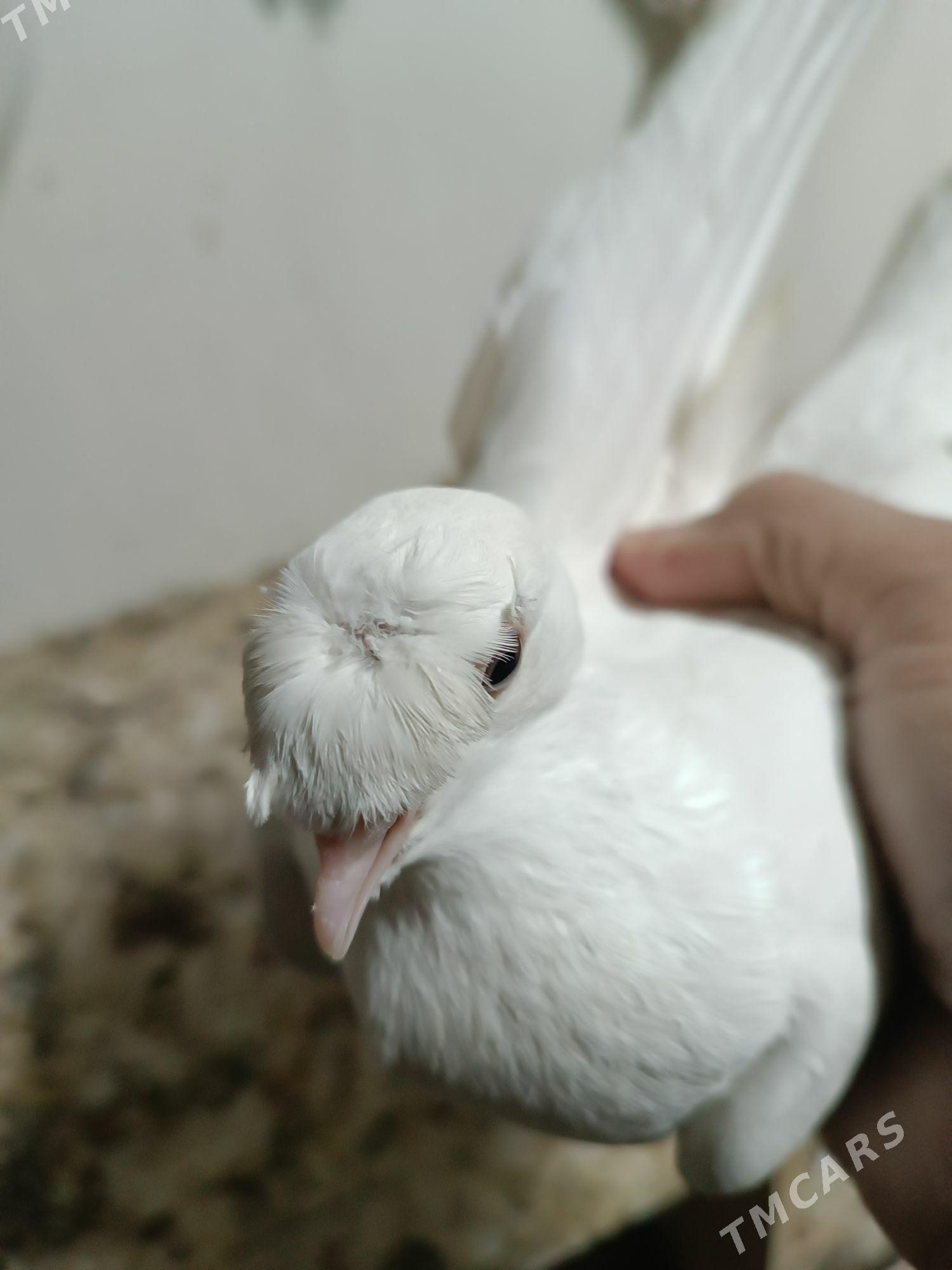 Kepderi - Мары - img 4