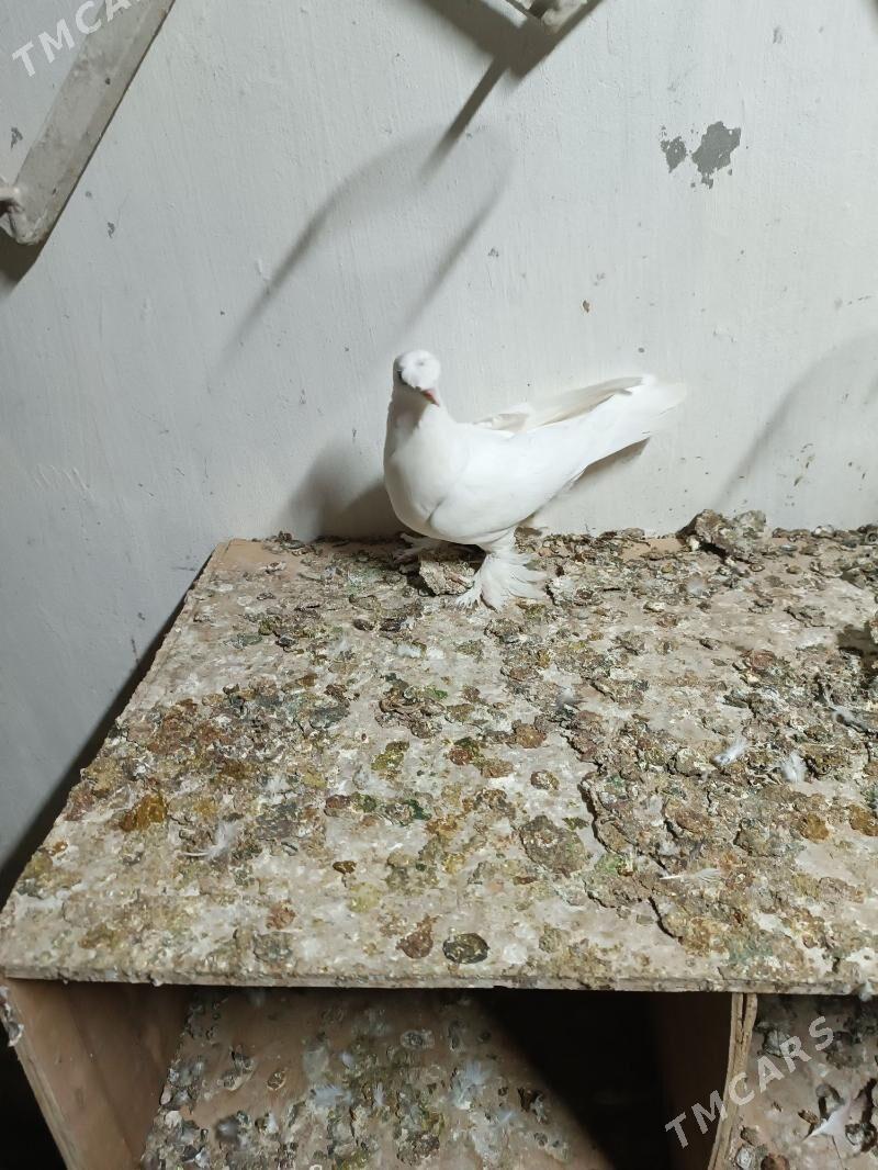 Kepderi - Мары - img 6