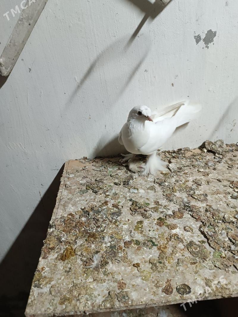 Kepderi - Мары - img 3