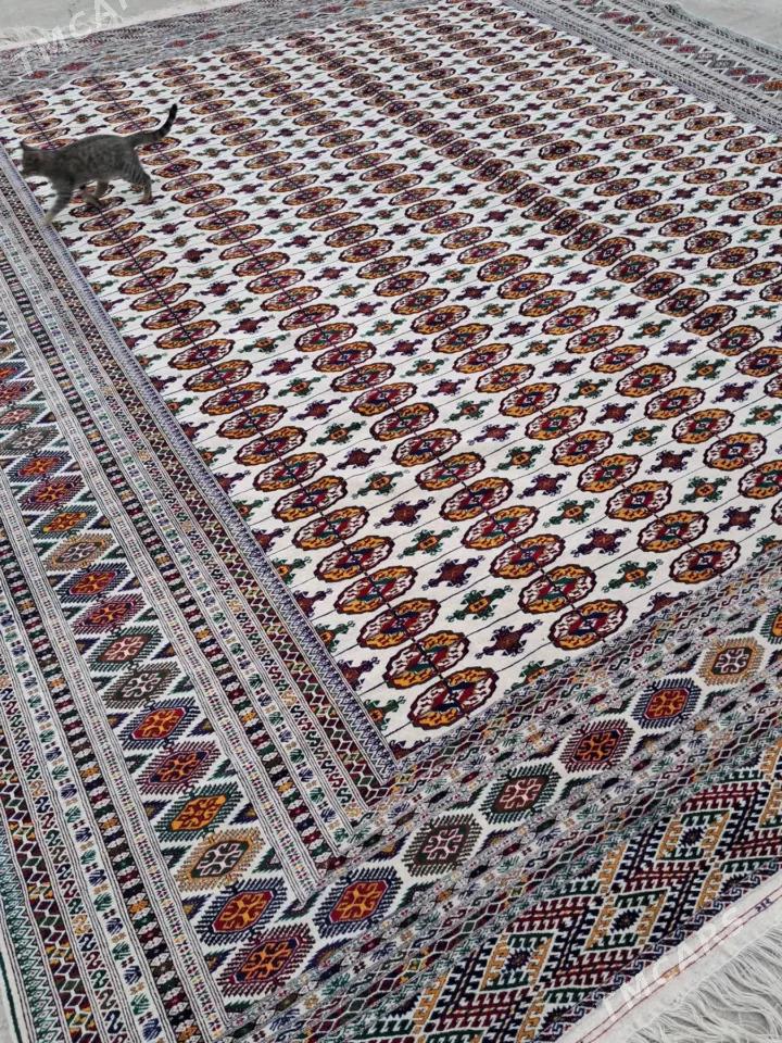 Haly - Gyzylarbat - img 4