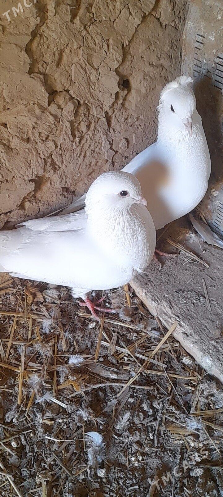 kepderi - Акдепе - img 2