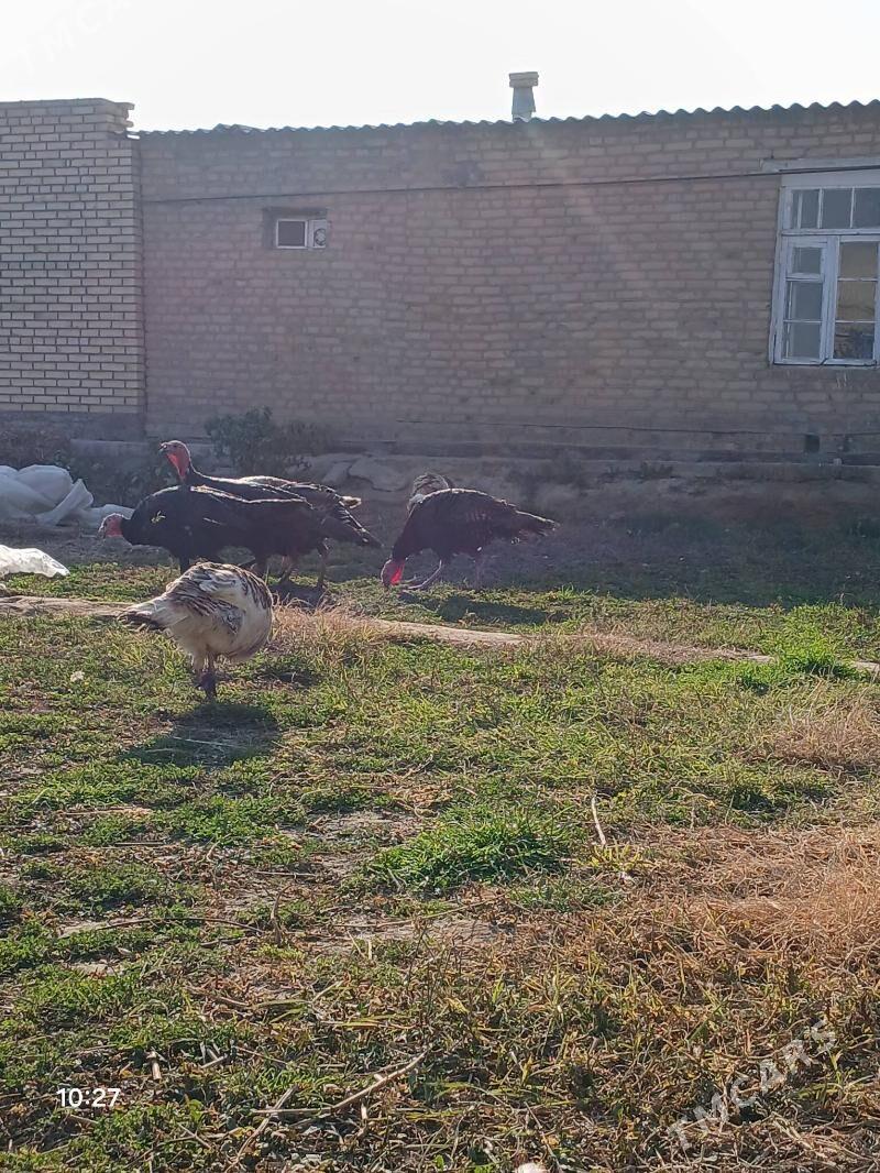 induk - Mary - img 3