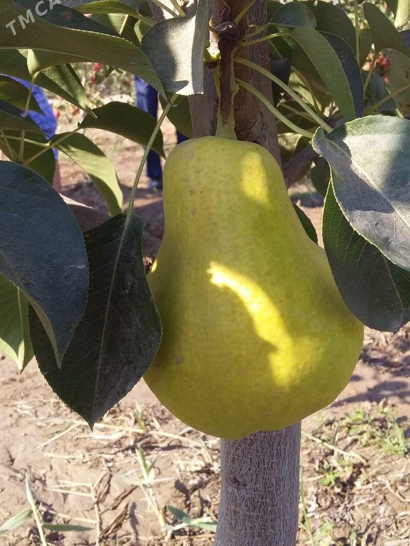 Nahal baglar - Aşgabat - img 6