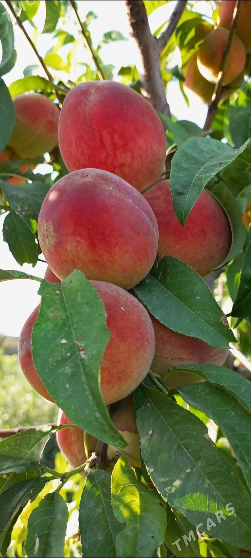 Nahal baglar - Aşgabat - img 2