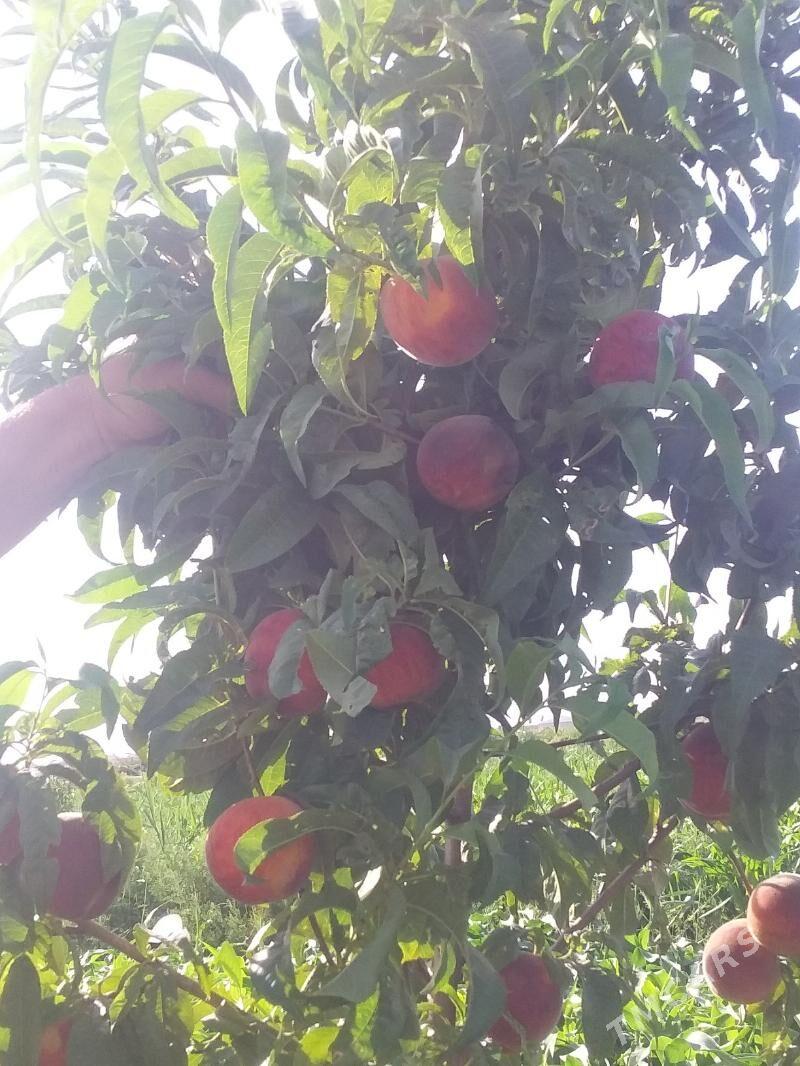 Nahal baglar - Aşgabat - img 7