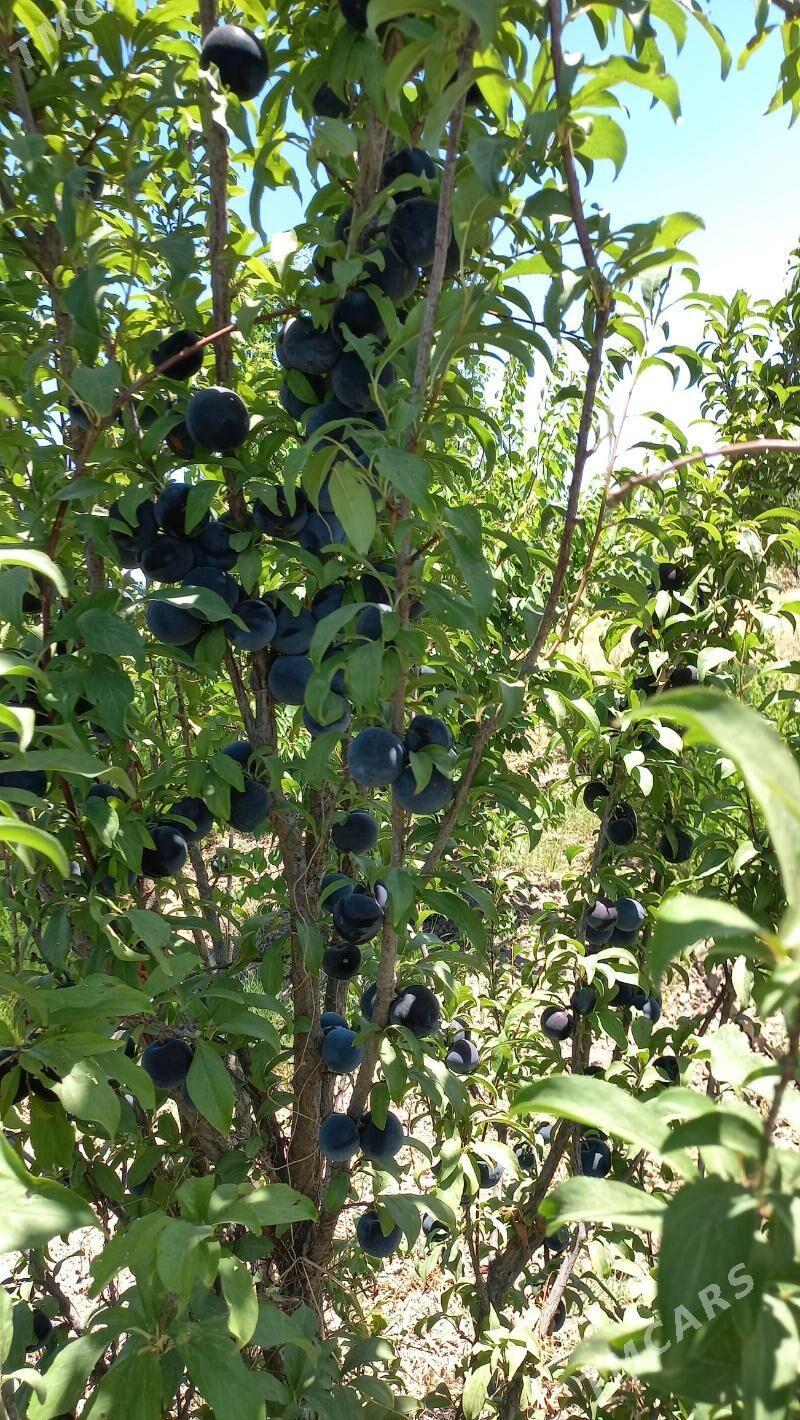 Nahal baglar - Aşgabat - img 8