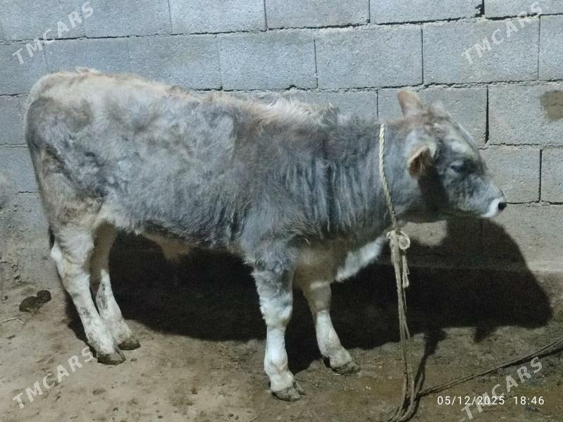 Göleli sygyrlar - Кака - img 2