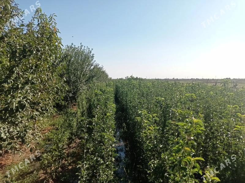 Nahal baglar - Aşgabat - img 9