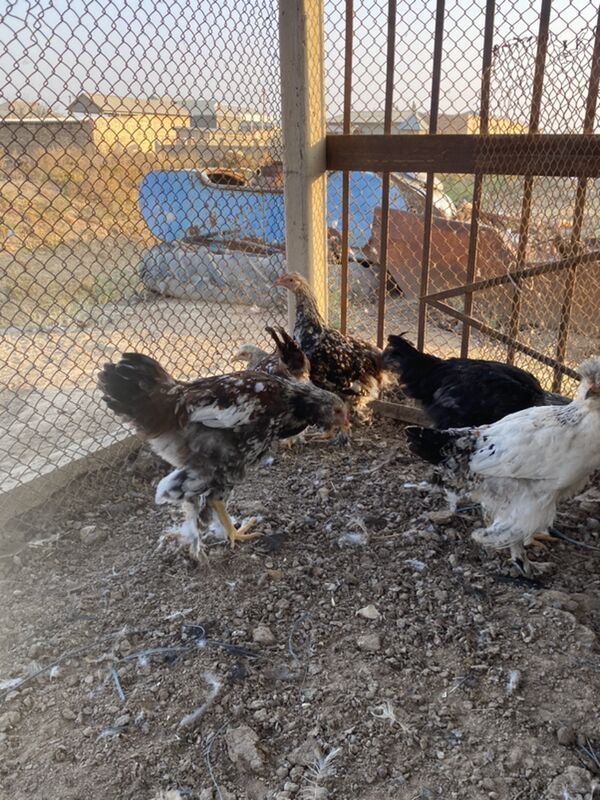 horazlar - Baýramaly - img 1