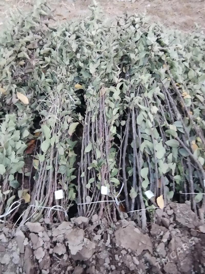 Nahal baglar - Aşgabat - img 10