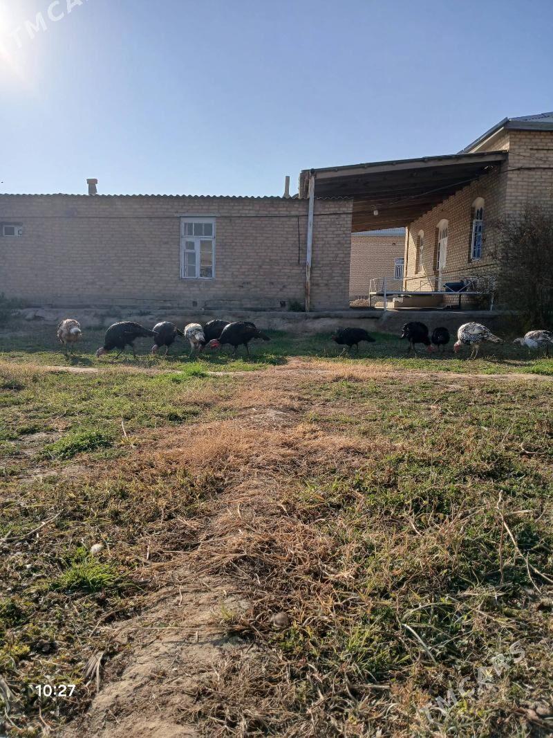 induk - Mary - img 2