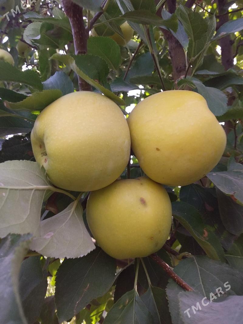 Nahal baglar - Aşgabat - img 5