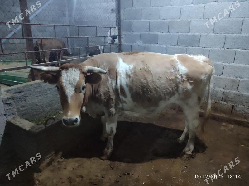 Göleli sygyrlar - Кака - img 5