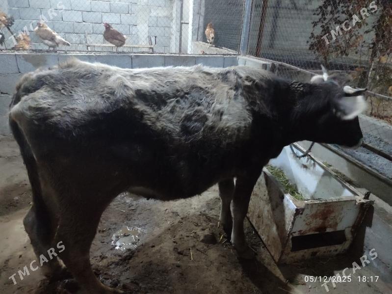 Göleli sygyrlar - Кака - img 4