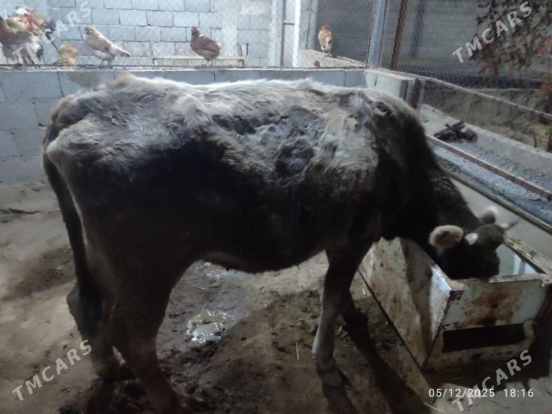 Göleli sygyrlar - Кака - img 3