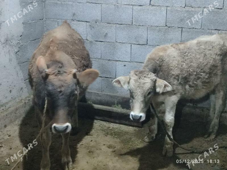 Göleli sygyrlar - Кака - img 6