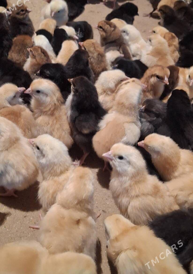 juje - Дашогуз - img 3