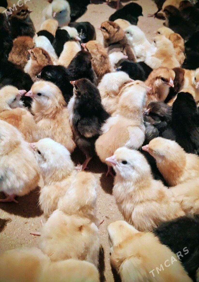 juje - Дашогуз - img 2