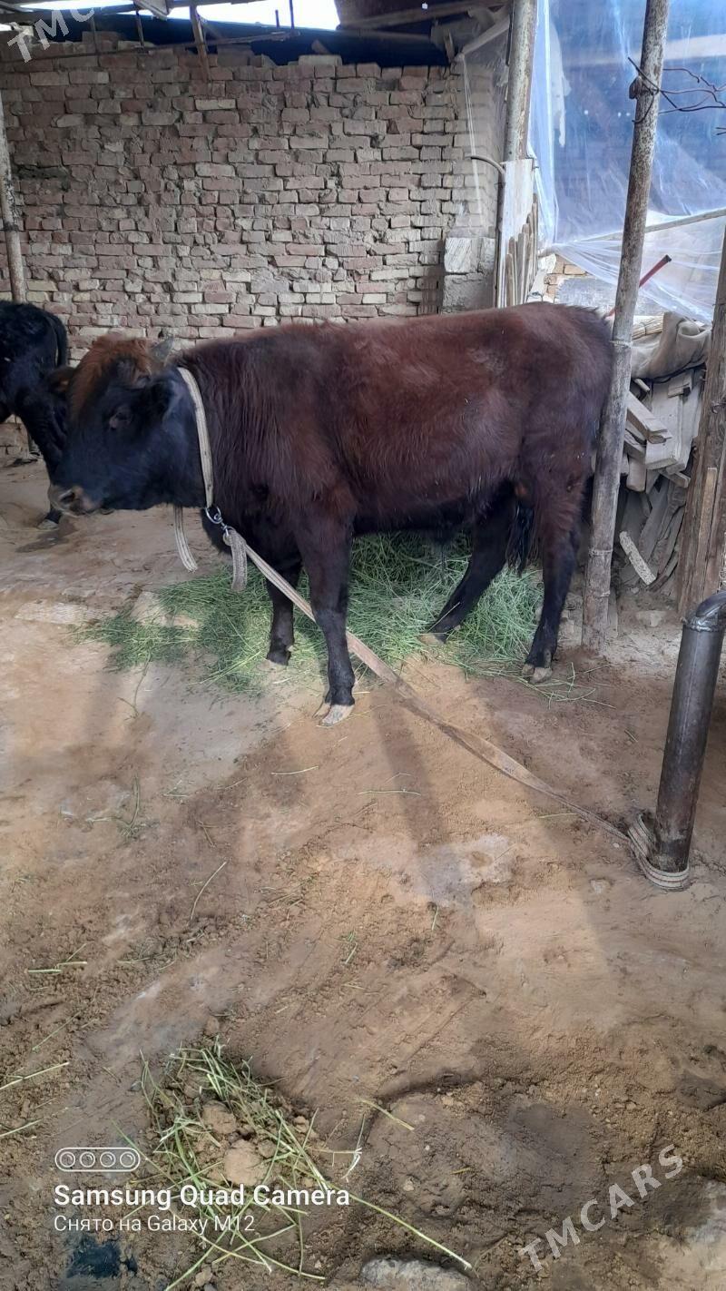 okuz - Baýramaly - img 2