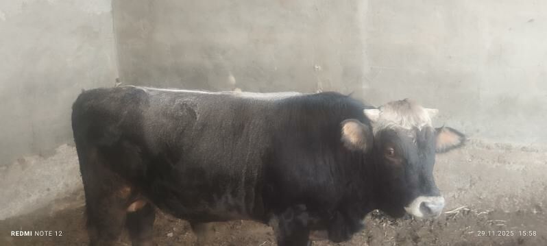 öküz - Бузмеин - img 5