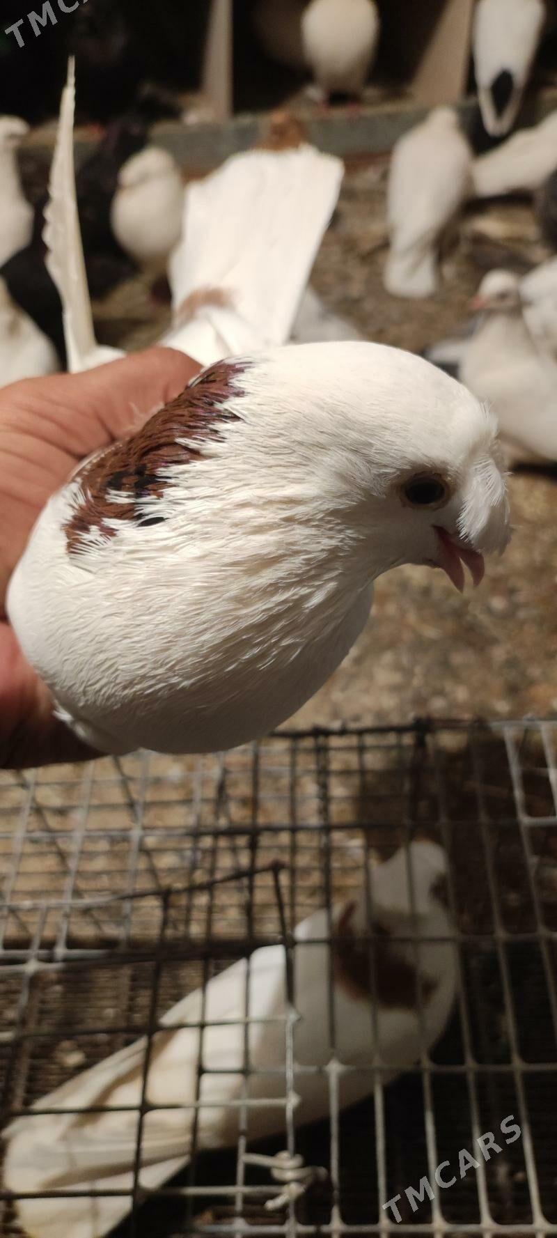 kepder - Туркменабат - img 7