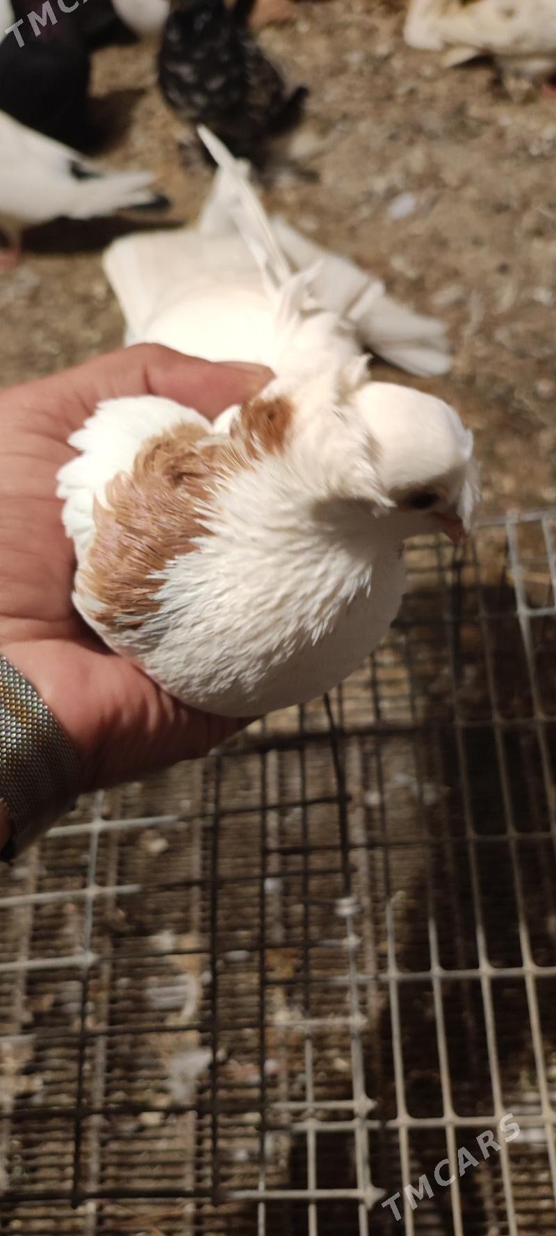 kepder - Туркменабат - img 10