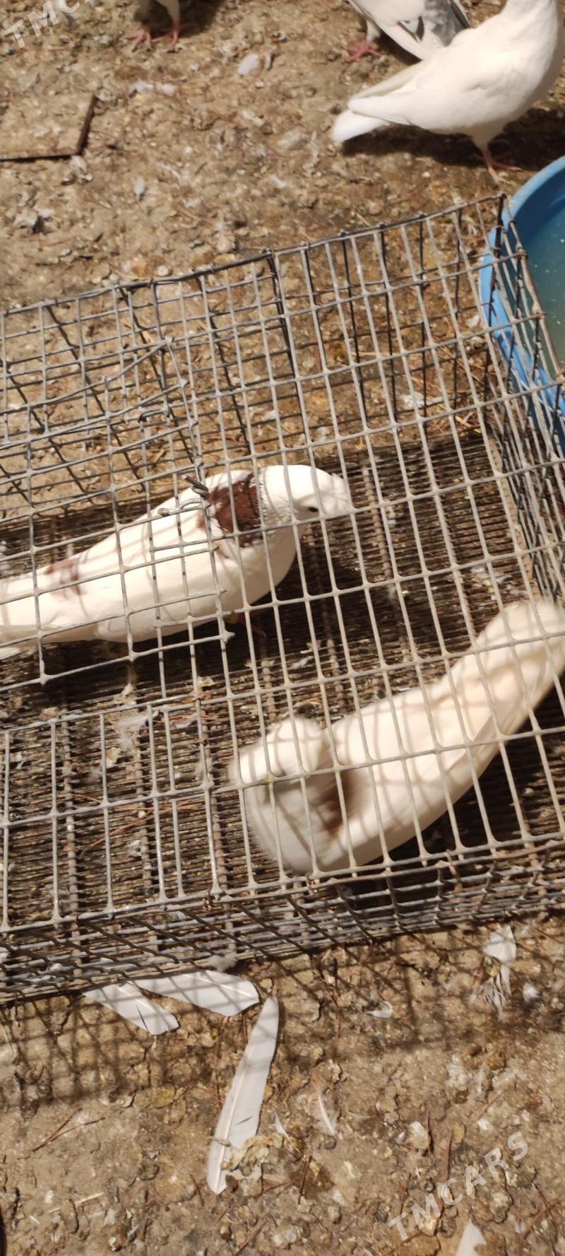 kepder - Туркменабат - img 4