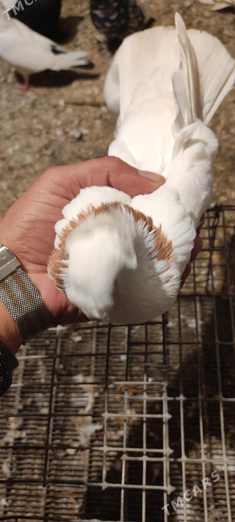 kepder - Туркменабат - img 9