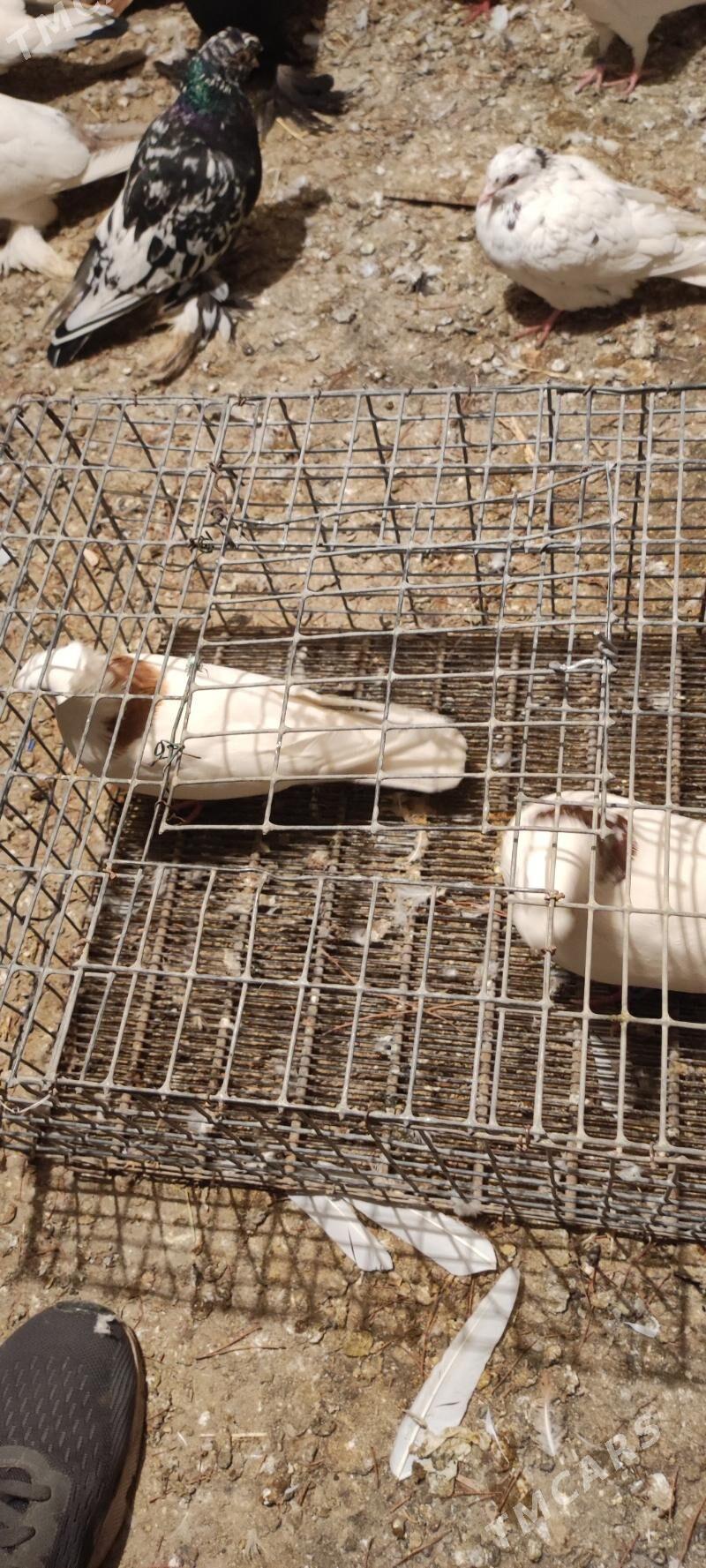 kepder - Туркменабат - img 5