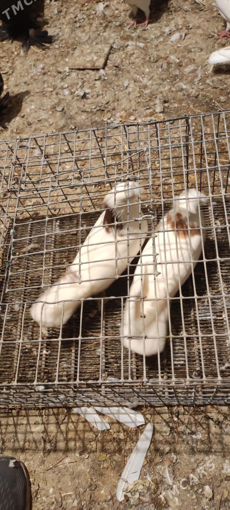 kepder - Туркменабат - img 3