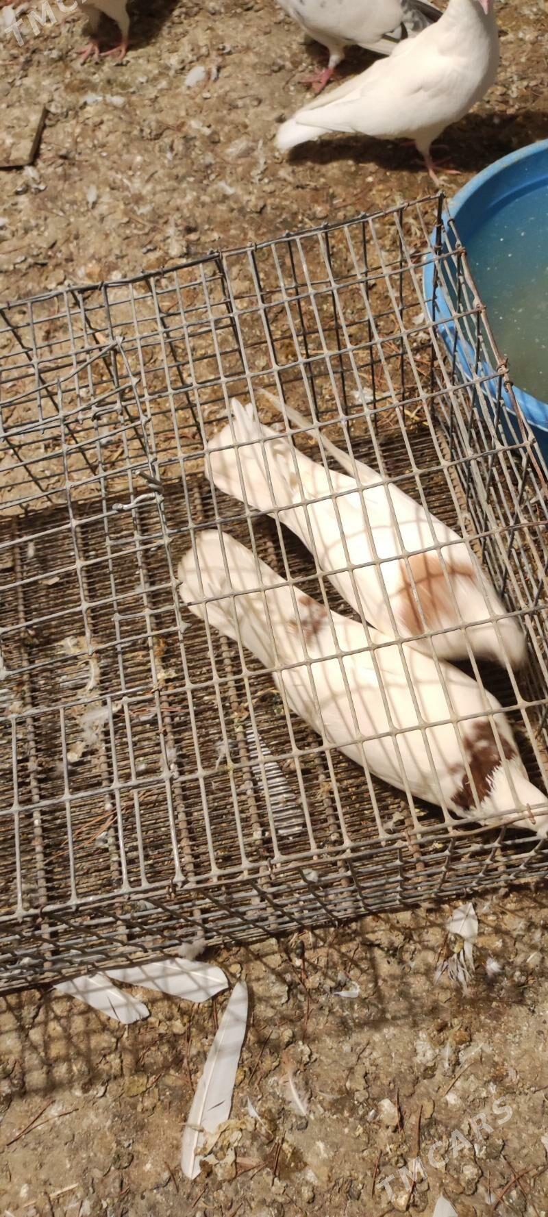 kepder - Туркменабат - img 2