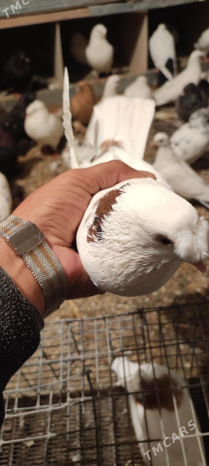 kepder - Туркменабат - img 6