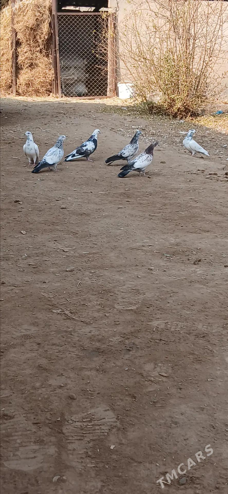 kepderi - Теджен - img 2