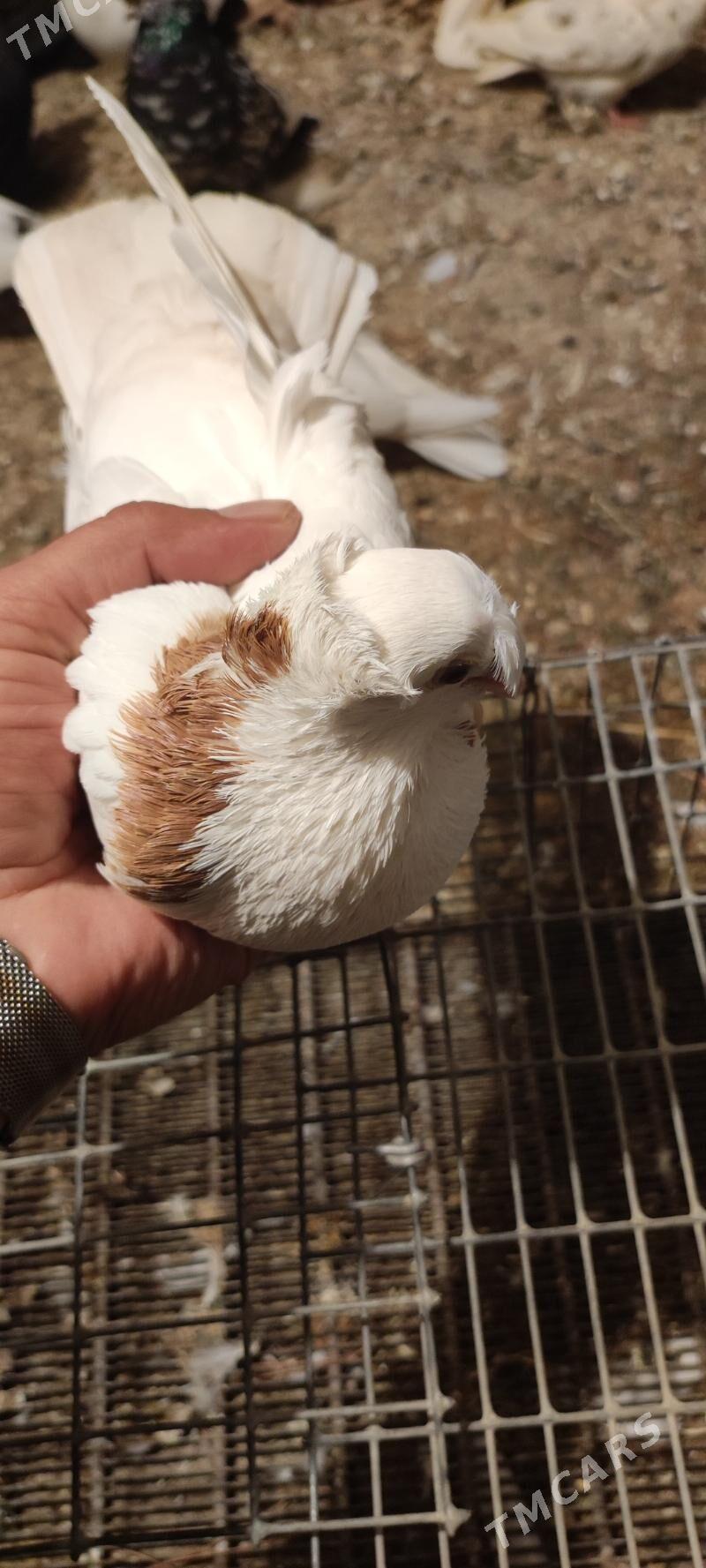 kepder - Туркменабат - img 8