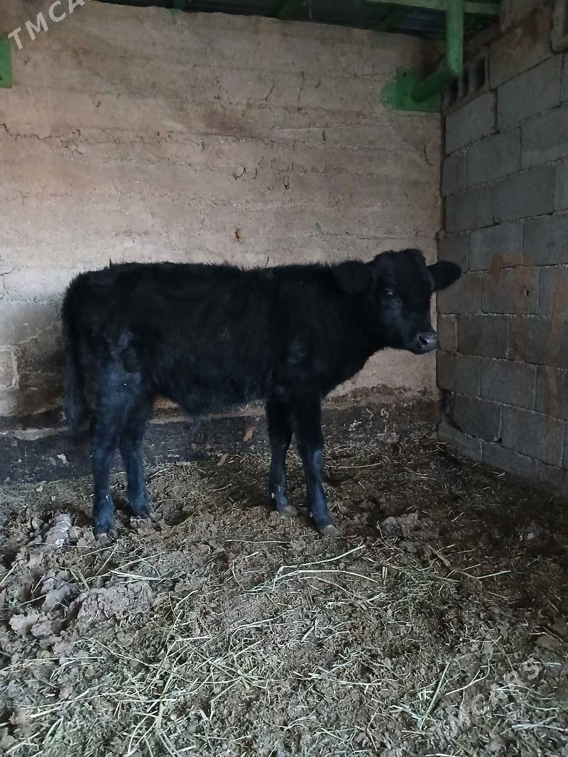 Okuz - Gökdepe - img 2