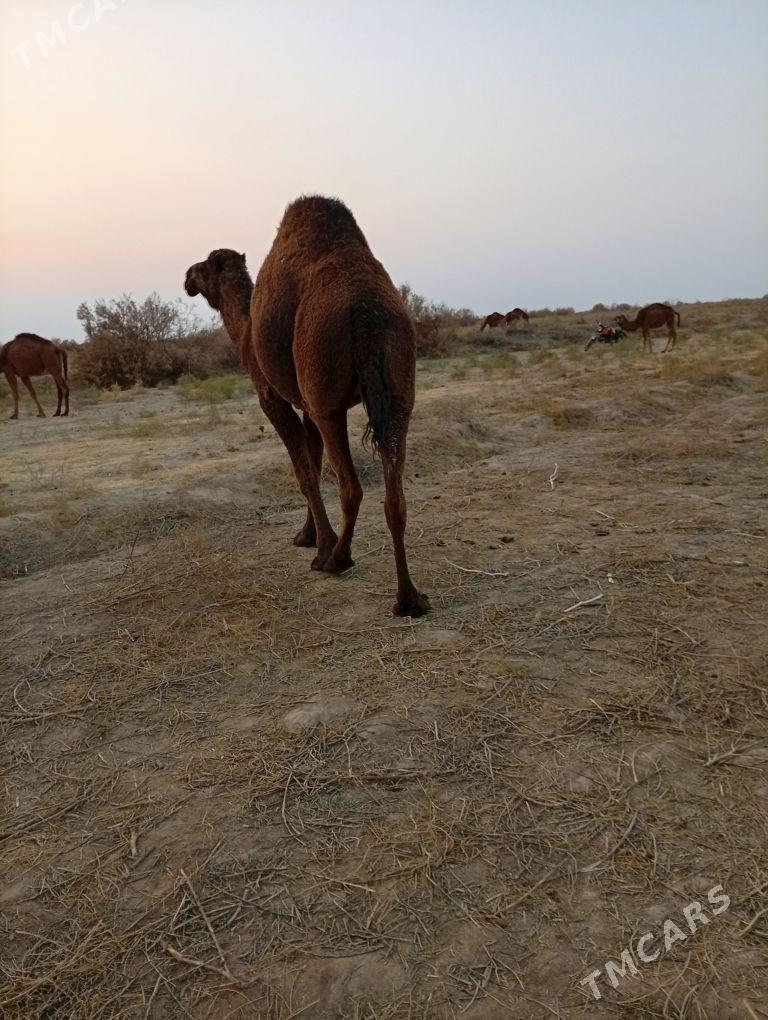 gysyr düýe - Babadaýhan - img 5