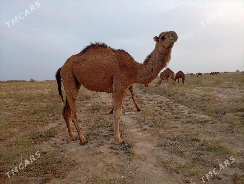 gysyr düýe - Babadaýhan - img 1