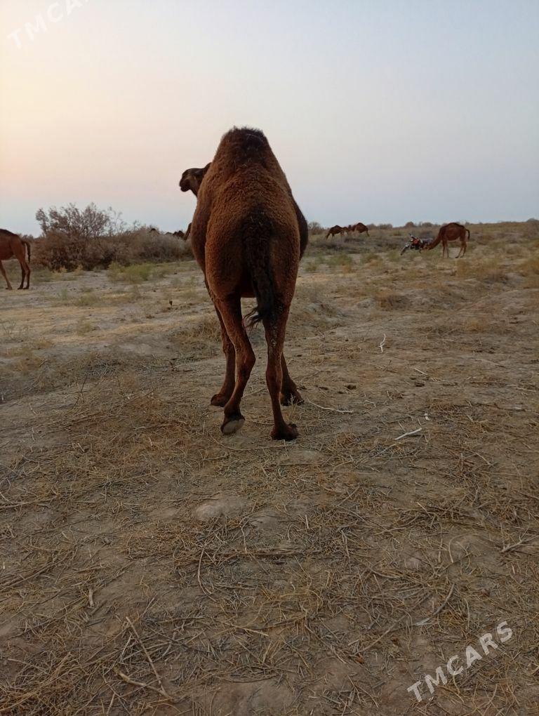 gysyr düýe - Babadaýhan - img 4