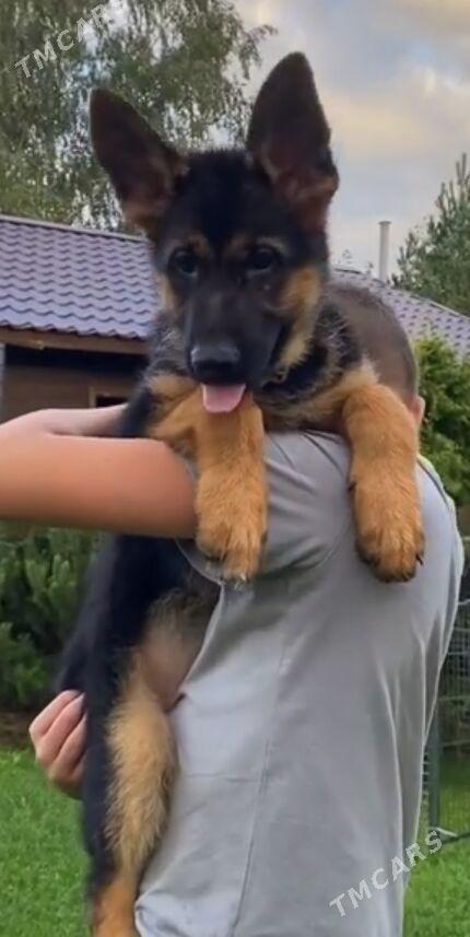 НЕМЕЦКАЯ овчарка - Ашхабад - img 4