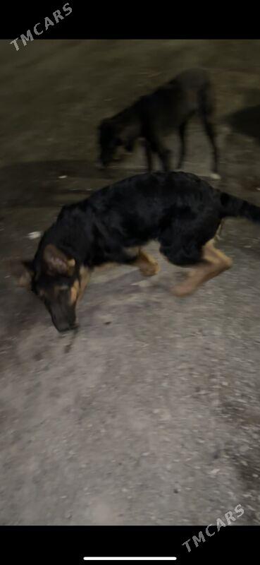 НЕМЕЦКАЯ овчарка - Ашхабад - img 3