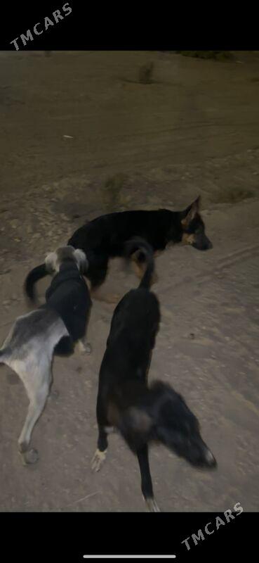 НЕМЕЦКАЯ овчарка - Ашхабад - img 7