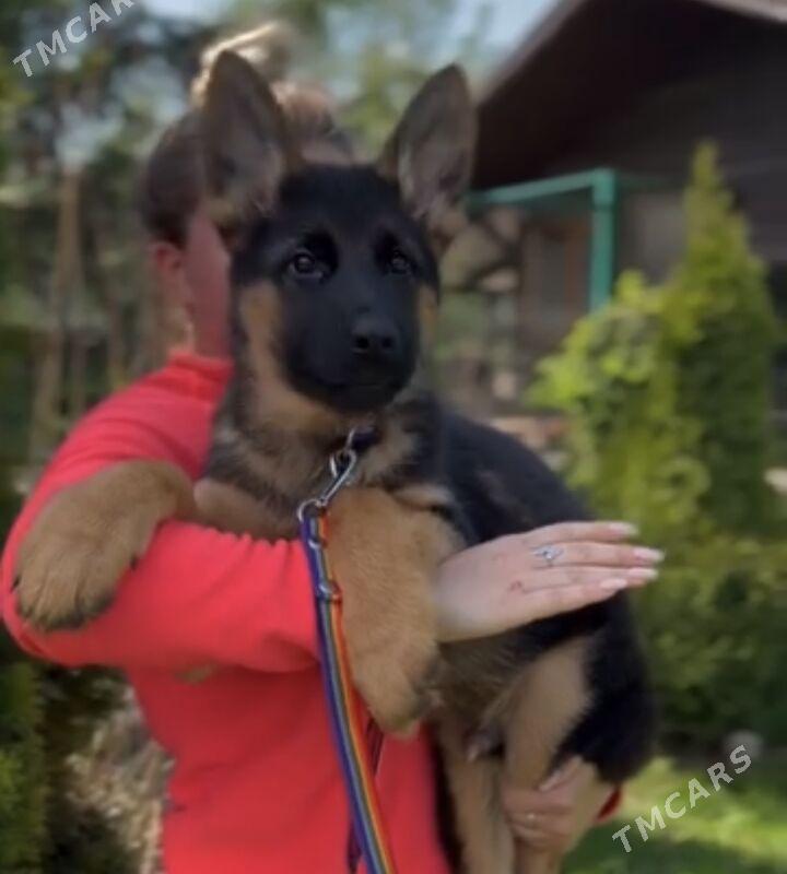 НЕМЕЦКАЯ овчарка - Ашхабад - img 2