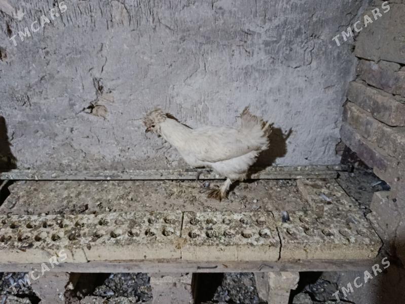 Towuk. - Gyzylarbat - img 4